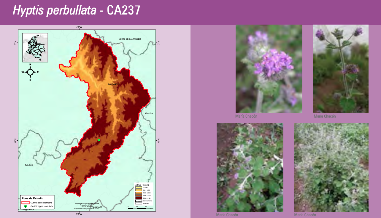 Cartography of aromatic plant species